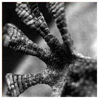 Jean-Guillaume Bouillon